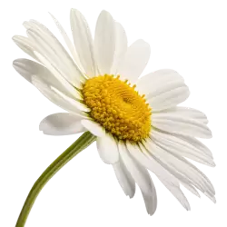 Imagen PNG para descargar